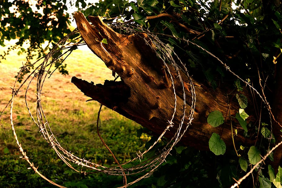 Plant, Weed, Wire, barbed, one animal, animal wildlife, animals in the wild HD wallpaper