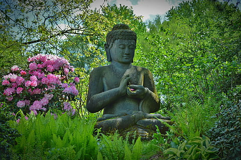 Gautama Buddha statue near flowering tree, budda, pray, stone figure HD wallpaper