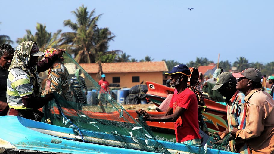 the fisherman, sea, network, a fishing village, palm trees