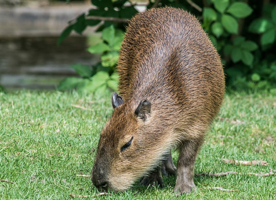capybara, rodent, mammal, animal, zoo, futerkowe, pet, funny