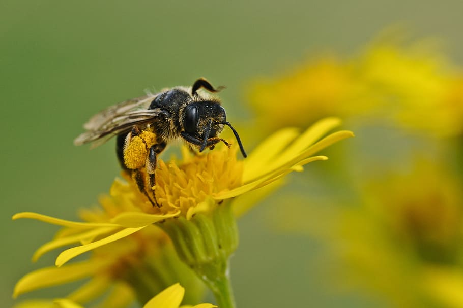 bee, insect, macro, forage, flower, one animal, animal themes HD wallpaper