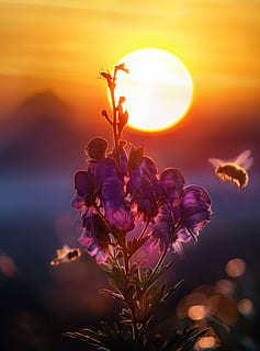 Attraction., untitled, sunset, flower, bee, wasp, bug, petal HD wallpaper