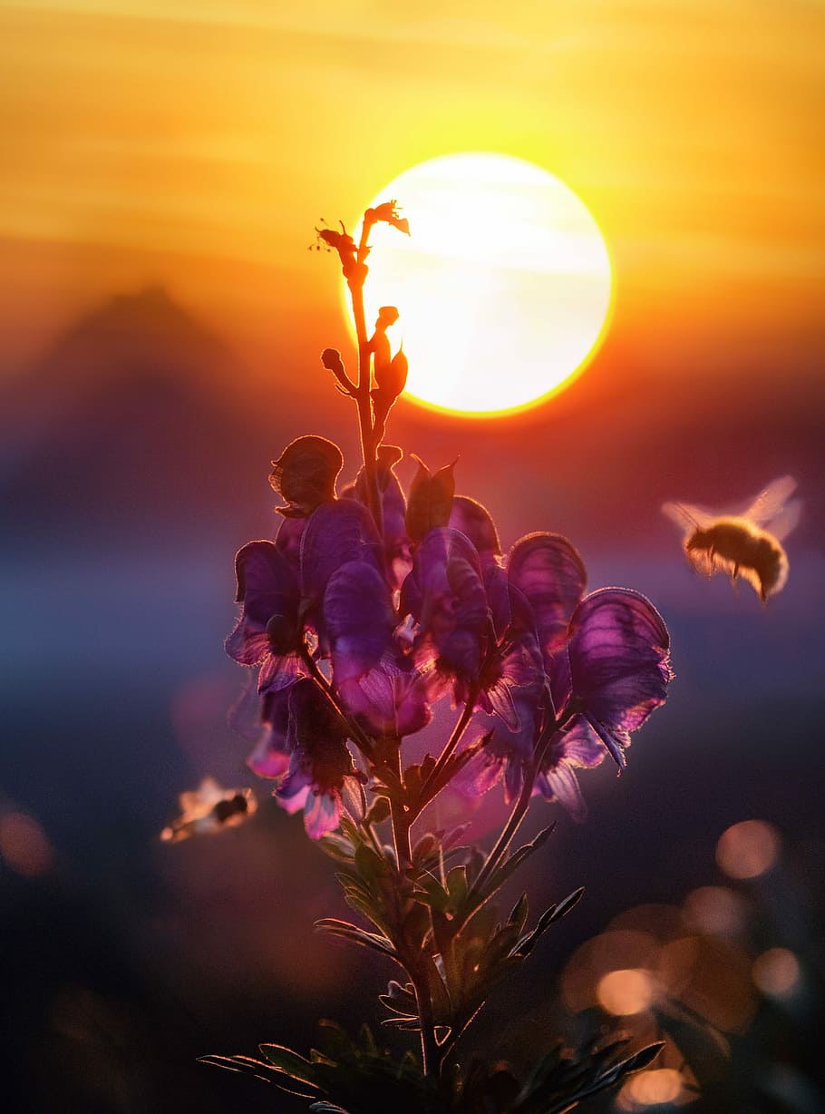 Attraction., untitled, sunset, flower, bee, wasp, bug, petal HD wallpaper