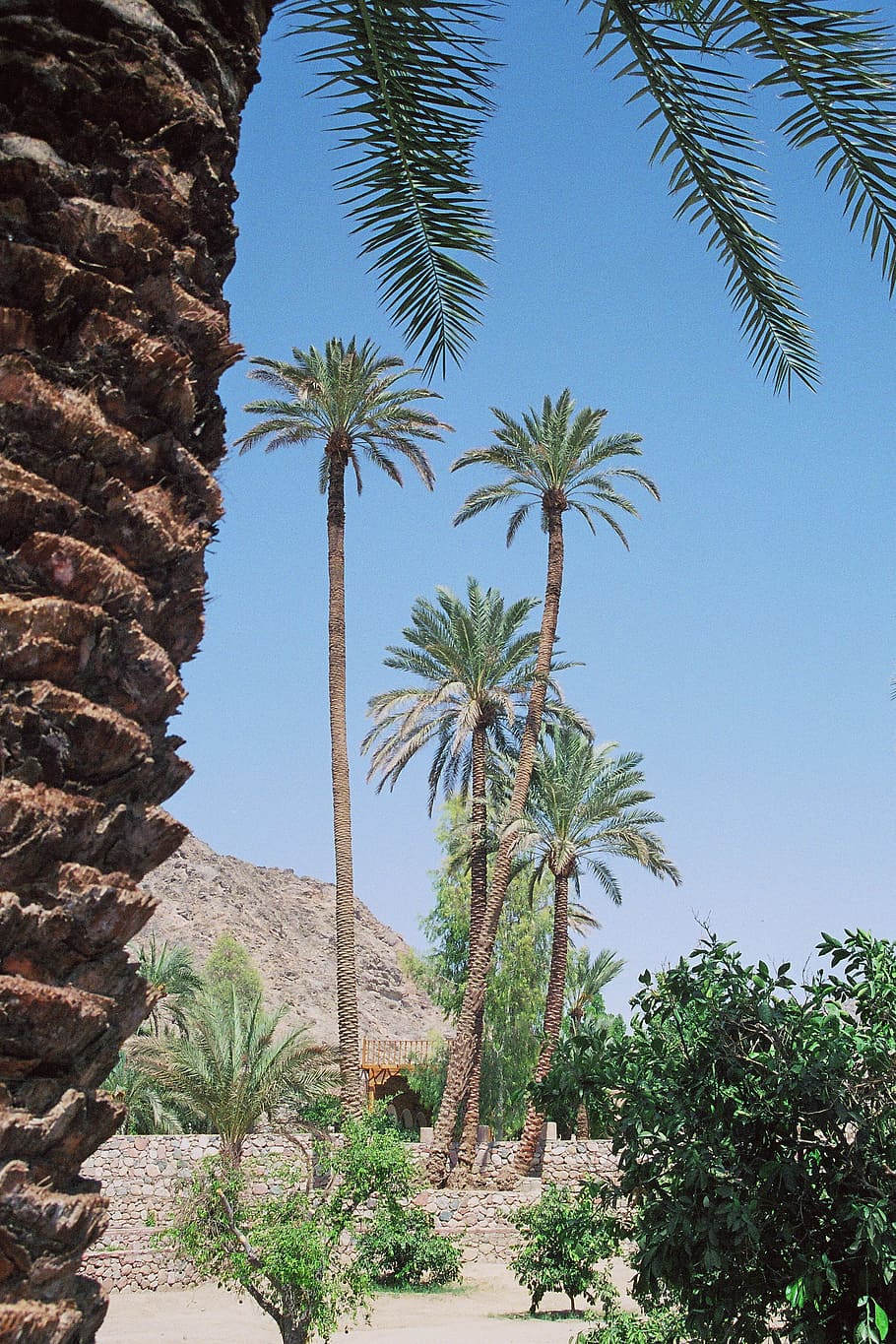 Oasis, Desert, Vegetation, Source, watering hole, palm trees HD wallpaper
