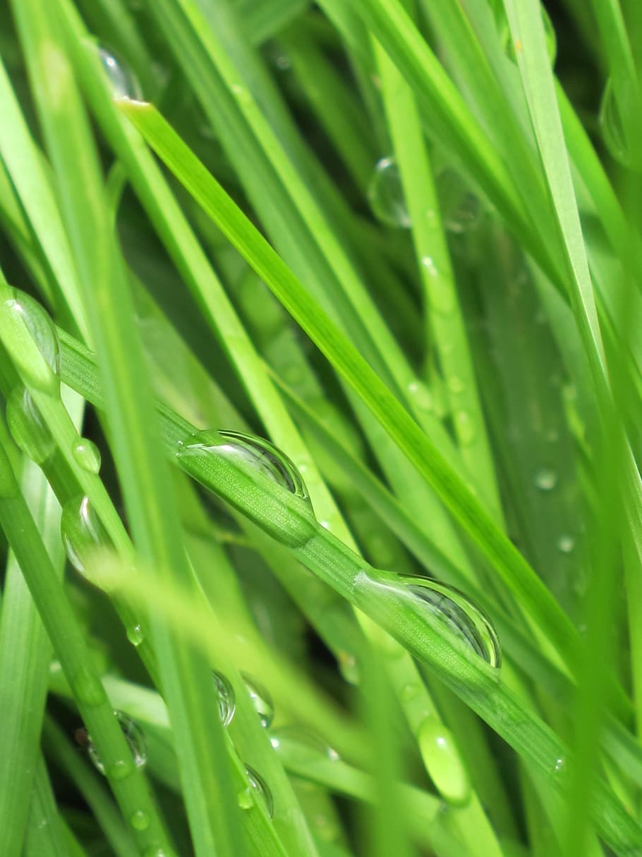 drops, backlight, sun, grass, lawn, dawn, nature, green color HD wallpaper