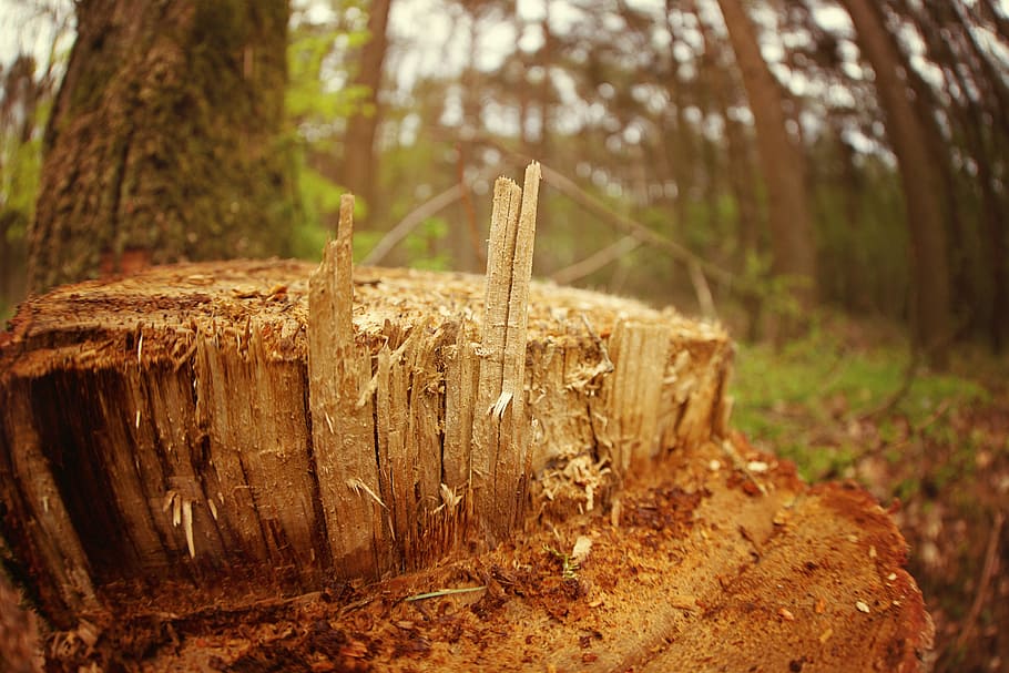 Wood, Log, Tree, Nature, Bark, Forest, structure, tree bark HD wallpaper