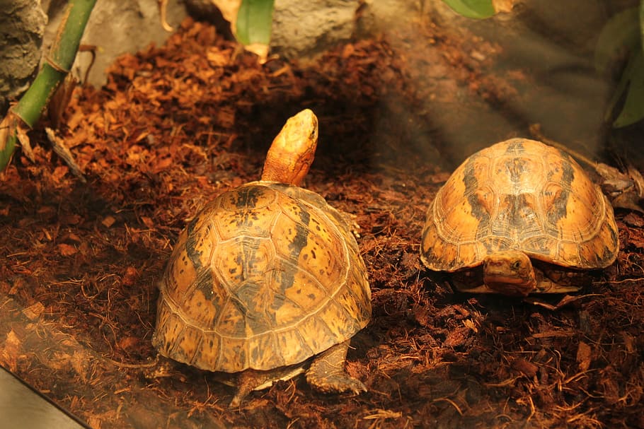 Turtle, Amphibians, day, tortoise, outdoors, no people, pumpkin HD wallpaper
