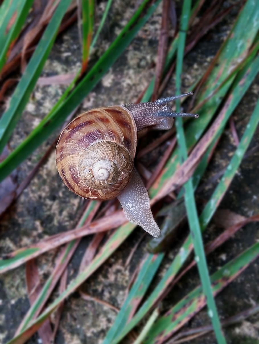 Nature, Snails, Environmental, Peace, gastropod, one animal HD wallpaper