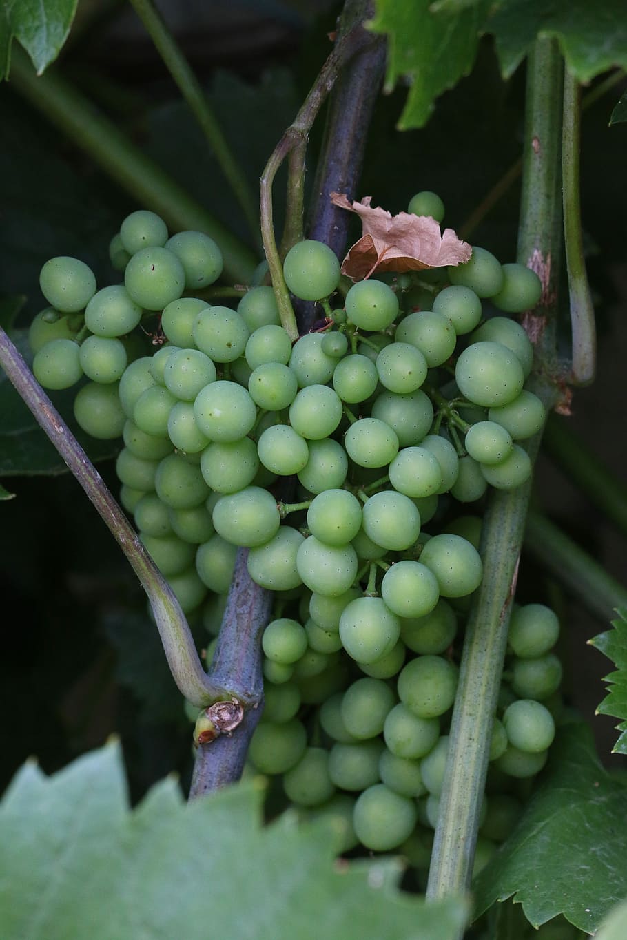 grape, fruit, nature, green, garden, plant, plants, green color HD wallpaper