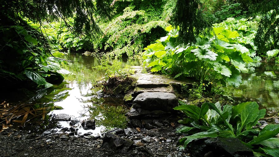 water, leaf, stone, summer, reflection, light, natural, garden HD wallpaper