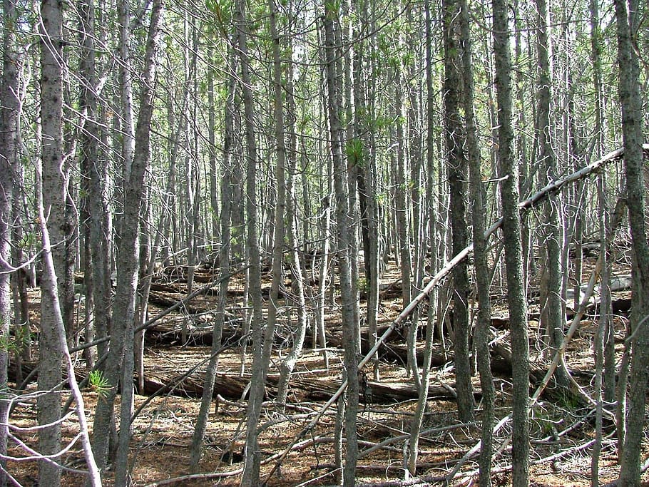 forest, trees, dense, plant, land, trunk, tree trunk, tranquility HD wallpaper