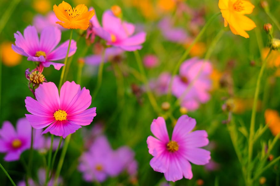 Flower, Cosmos, Fresh, nature, plant, summer, beauty In Nature HD wallpaper