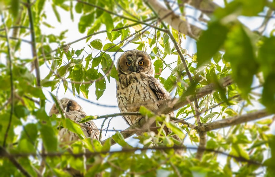 owl, tree, bird, animal, branch, wild, nature, wildlife, feather HD wallpaper