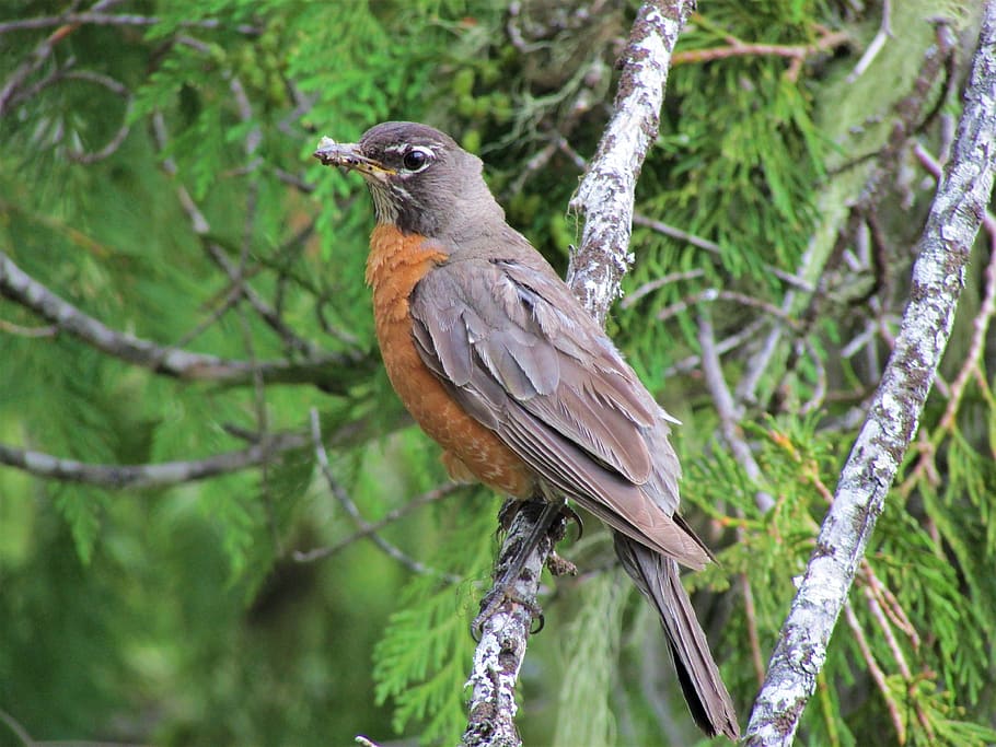 american robin, tree, cedar, bugs, orange, branch, gray, bird HD wallpaper