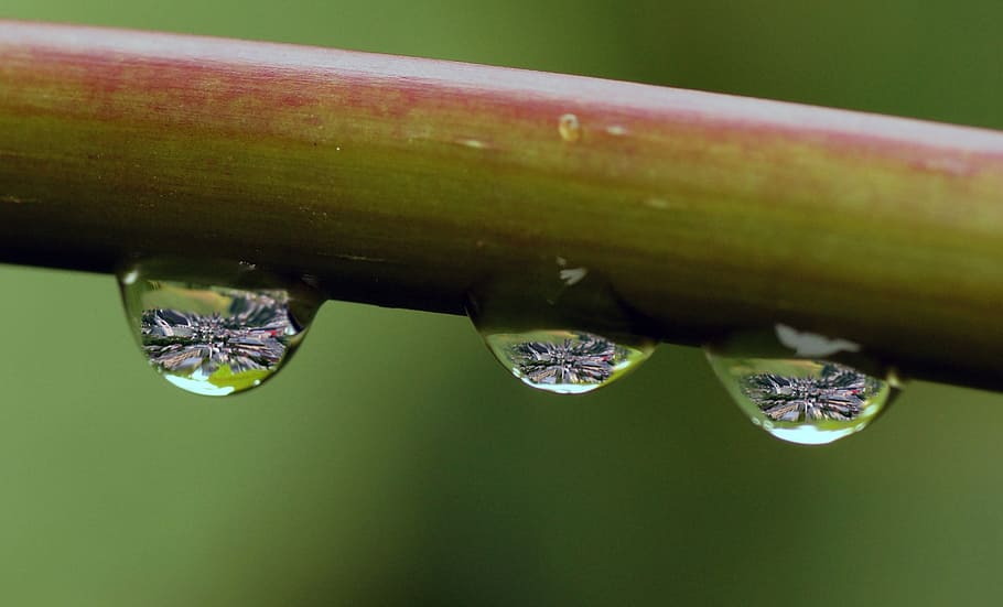 drip, rain, water, wet, close-up, drop, no people, plant, leaf HD wallpaper