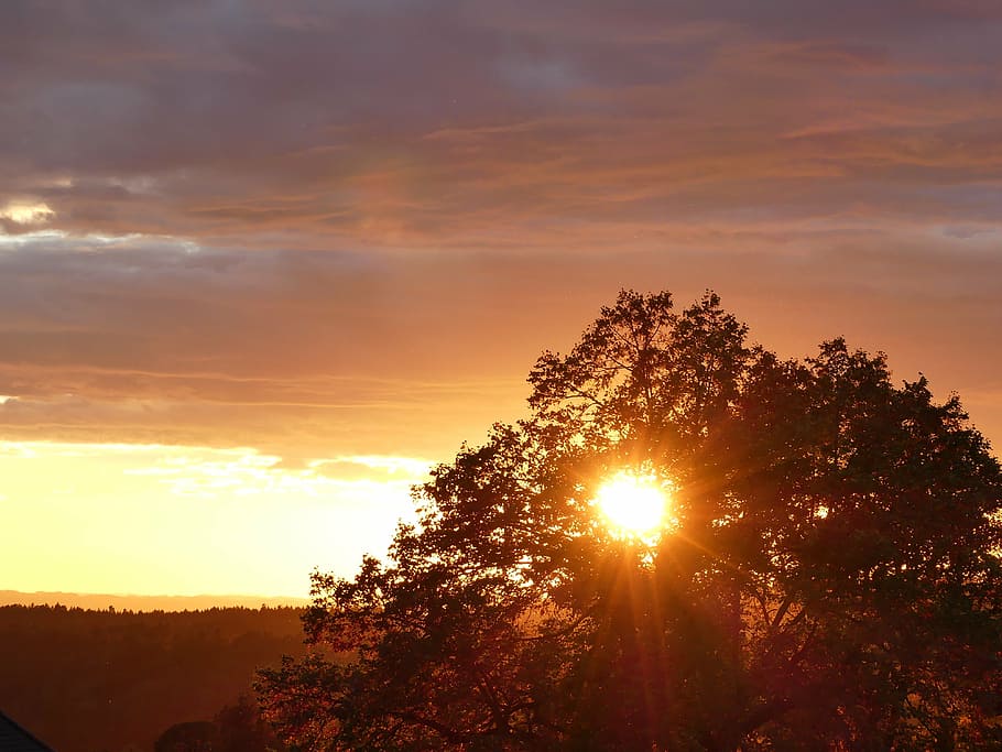 sunset, orange, abendstimmung, beautiful, tree, sky, beauty in nature HD wallpaper
