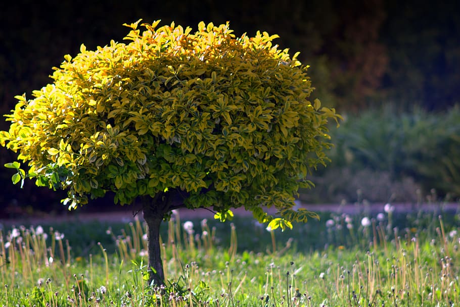 green leaf tree surrounded by green grass, green tree, writ large HD wallpaper