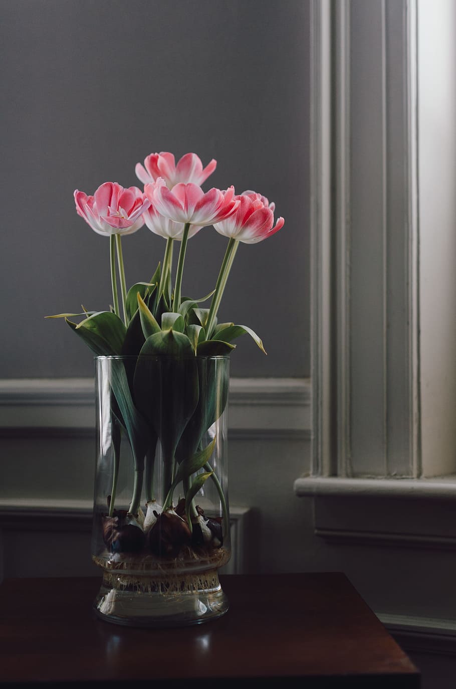 pink-and-white flower centerpiece, photo of five white-and-red petaled flower plants near window HD wallpaper