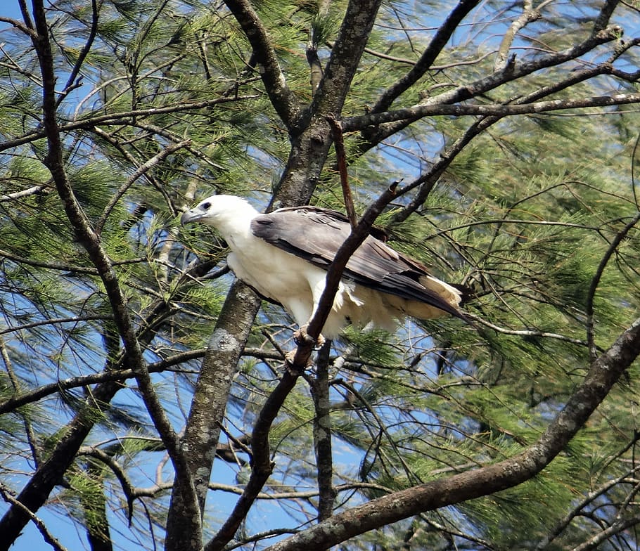 White-Bellied, Sea, Eagle, Bird, bird of prey, casuarina tree HD wallpaper