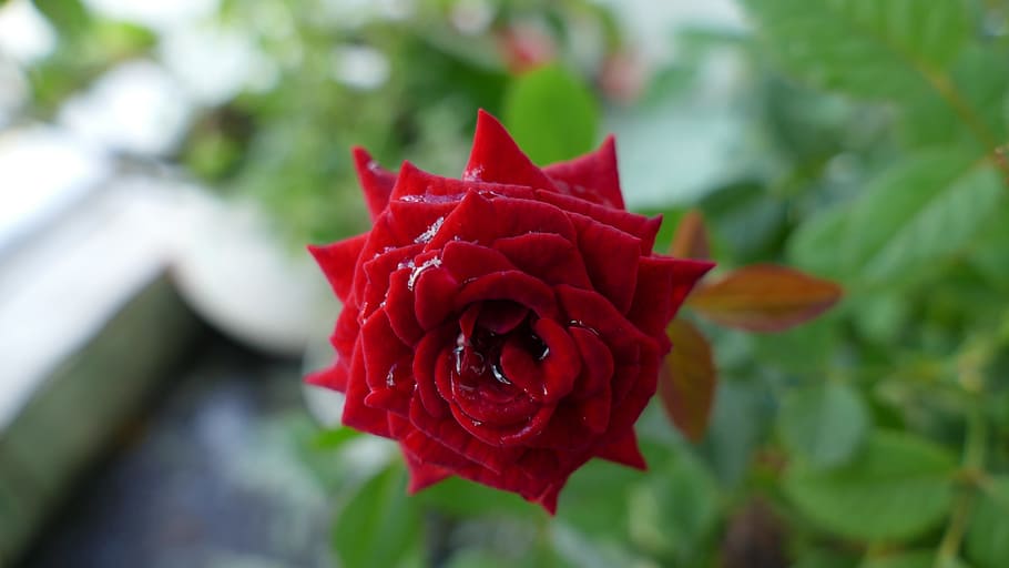 Hoa hồng là loài hoa được xem là biểu tượng cho sự thanh lịch, đẳng cấp và quý phái. Hãy đón xem những bông hoa hồng tuyệt đẹp trong những khung cảnh ấn tượng, để trải nghiệm cảm giác thăng hoa và cảm nhận vẻ đẹp đong đầy sức sống.