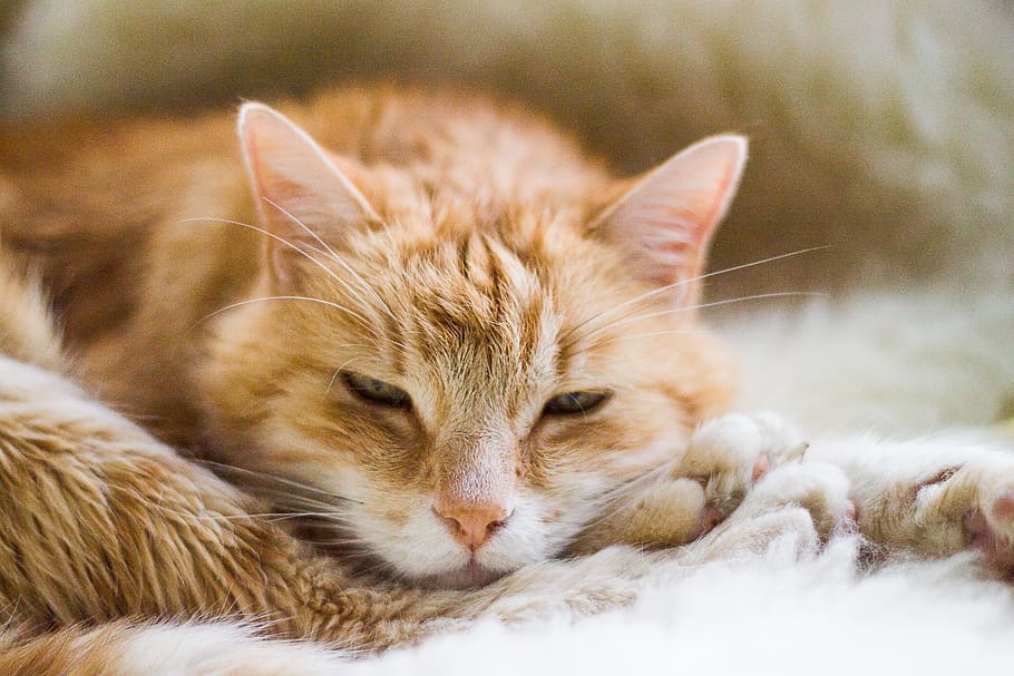 cat, red tomcat, sleeping, animal themes, mammal, domestic HD wallpaper