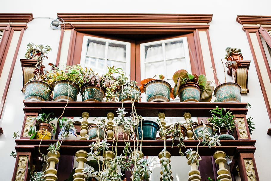 worm's eye view of plants on railings, plants placed at balcony fence HD wallpaper