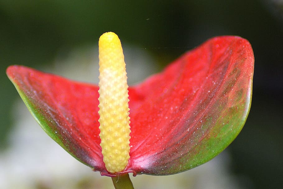 Laceleaf plant illustration, anthurium, blossom, bloom, red HD wallpaper