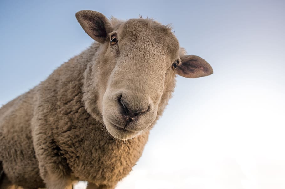 Curious Sheep Blue Sky Closeup, animals, livestock, mammal, farm, HD wallpaper