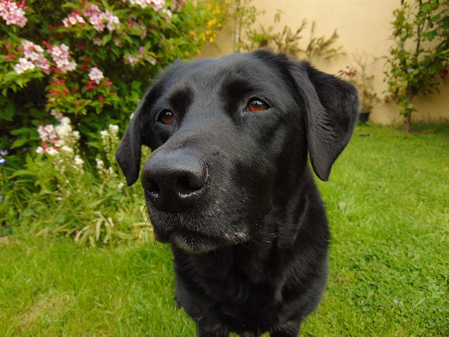 black Labrador retriever sitting on green grass, dog, garden HD wallpaper