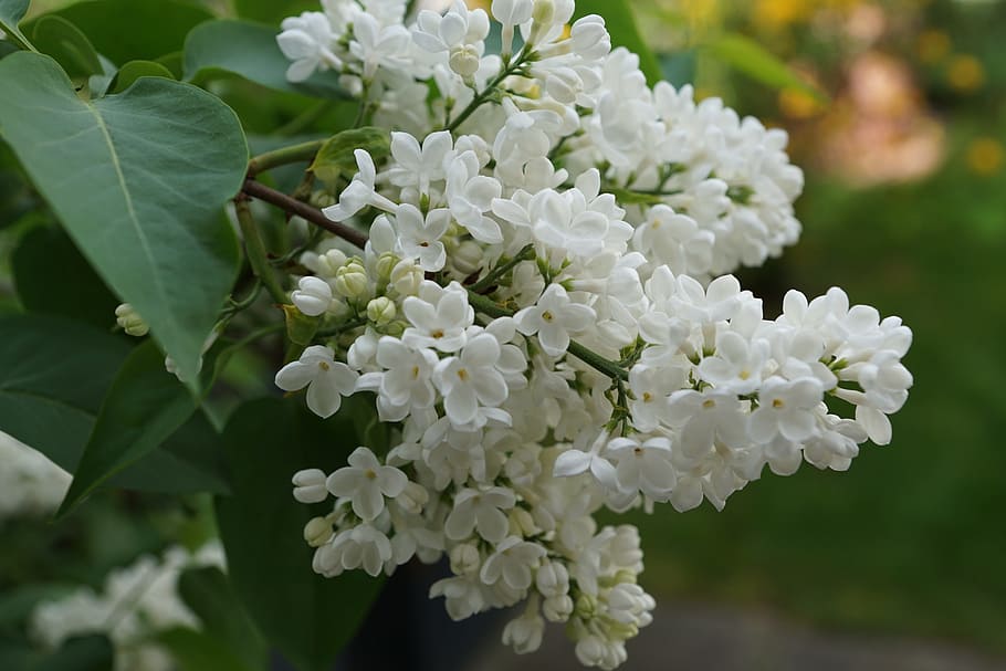 selective focus photography of white lilacs, blossom, bloom, nature, HD wallpaper
