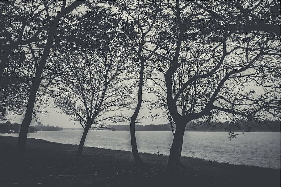 grayscale photography of trees beside calm body of water, near HD wallpaper