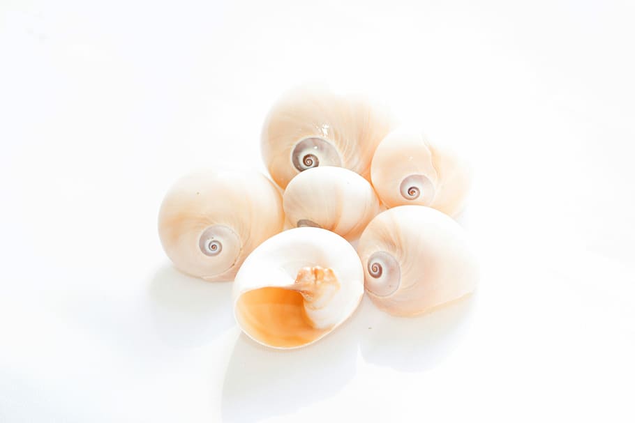 Abstract, Background Conches, sea ​​shells, nature, white background HD wallpaper