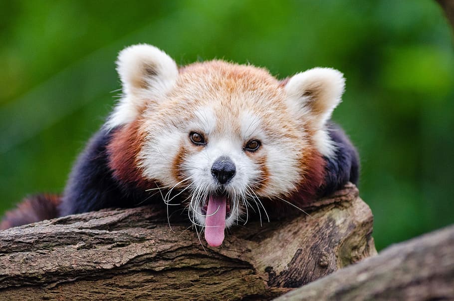 brown animal sticking its tongue out, closeup, photo, Red Panda