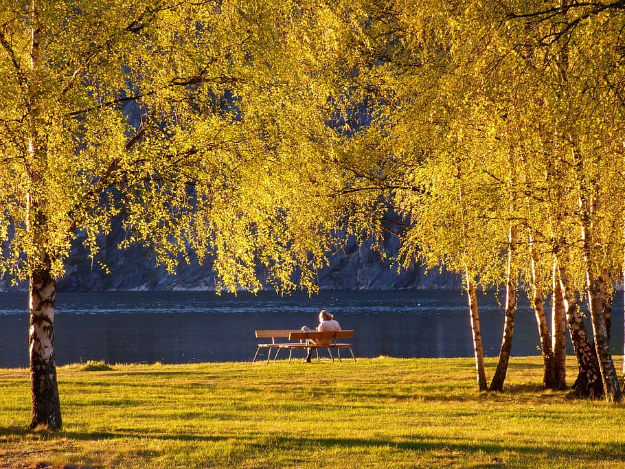 person seating on bench, park, trees, sunset, relax, lake, leaves HD wallpaper