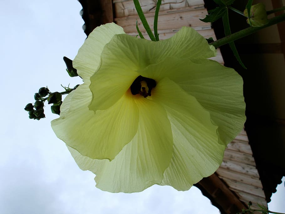 flowers, yellow flower, spring, flowering plant, beauty in nature HD wallpaper