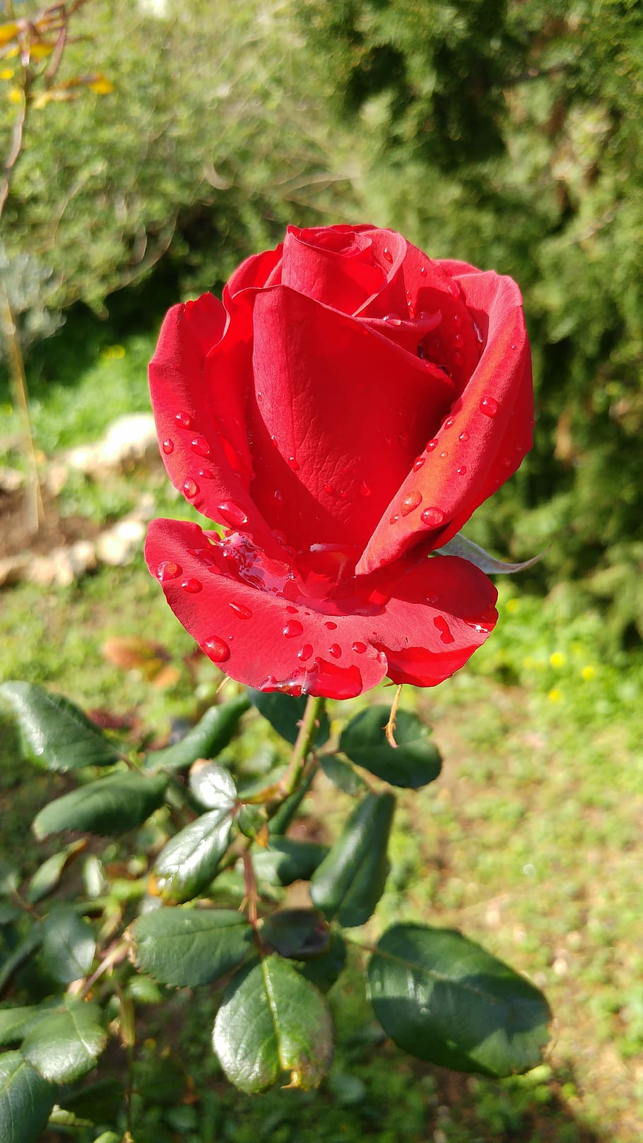 HD wallpaper: Red Rose, Flower, Plant, rosa, bud, petals, rain, drops, wet  | Wallpaper Flare