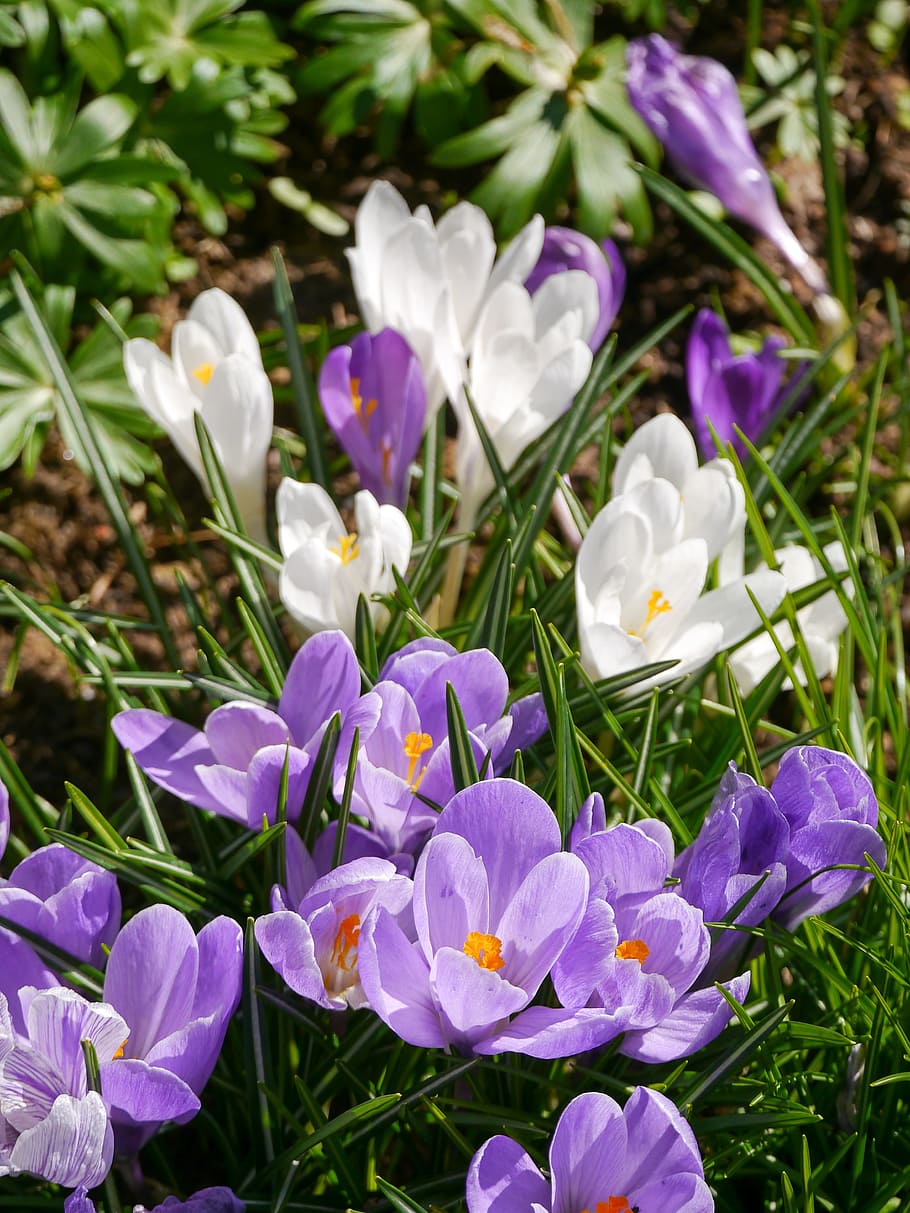 Crocus, Spring, Meadow, crocus meadow, spring flower, blossom HD wallpaper