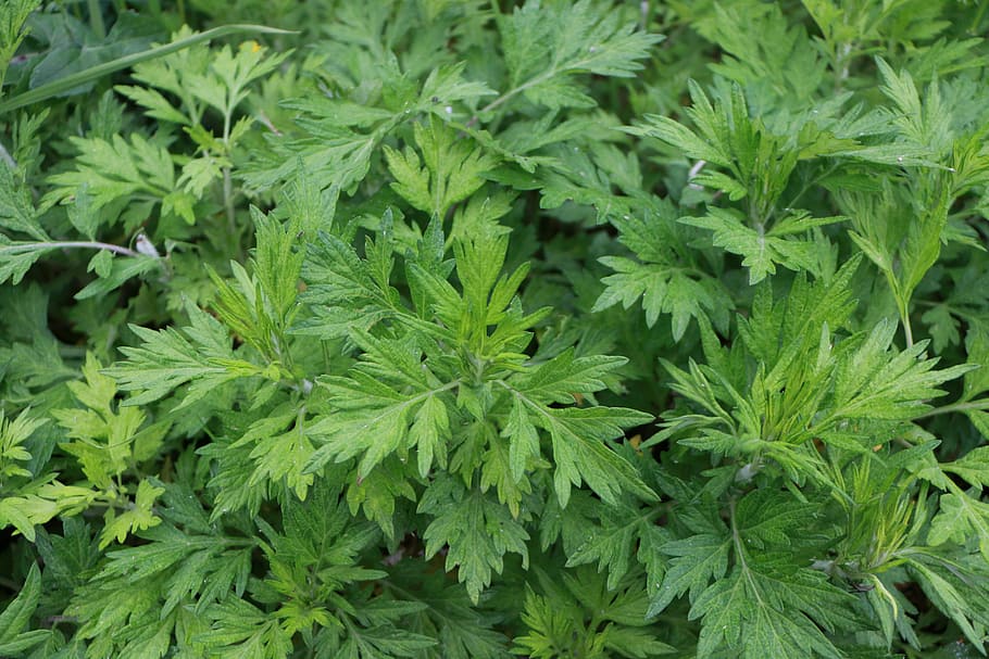 plant, green, green color, leaf, plant part, herb, growth, food and drink HD wallpaper