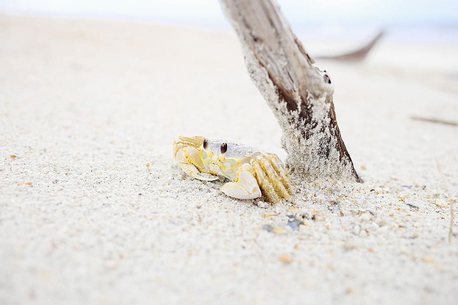 crab near wooden stick on sand, brown and gray crab near wood branch and body of water HD wallpaper
