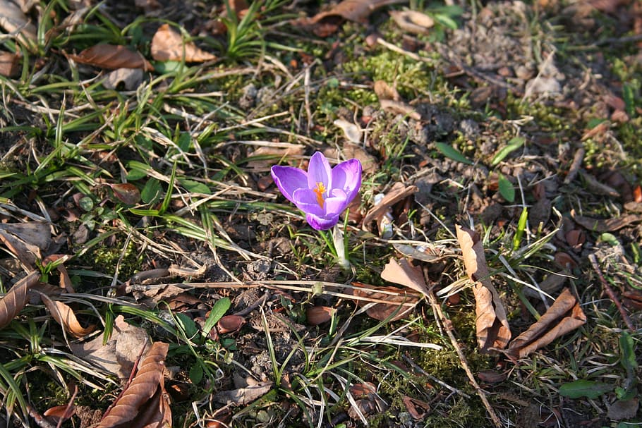 crocus, flower, early bloomer, spring, plant, flowering plant HD wallpaper