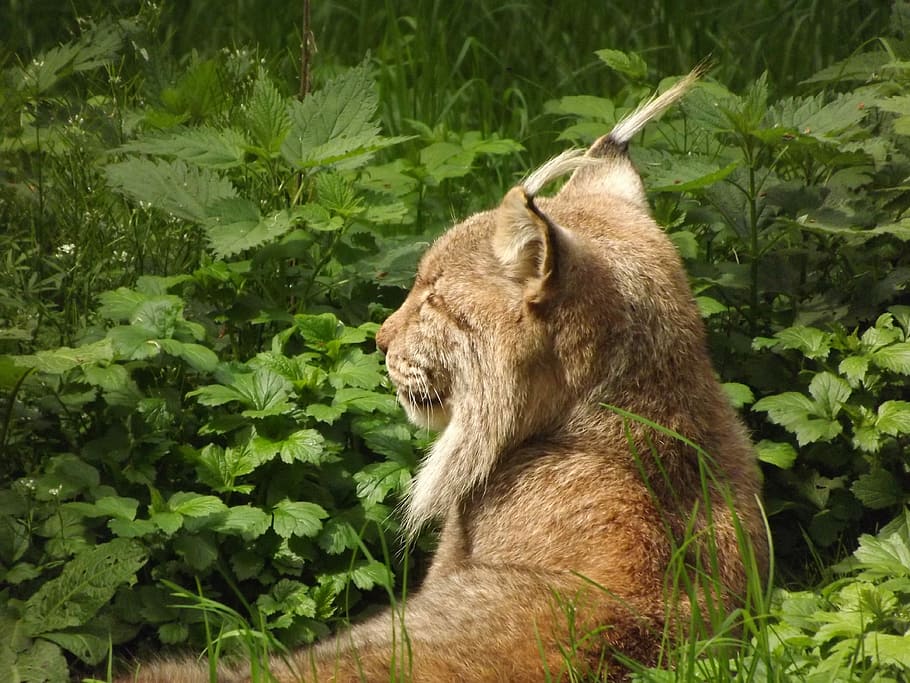 Lynx, Cat, Wildcat, one animal, animals in the wild, animal wildlife HD wallpaper