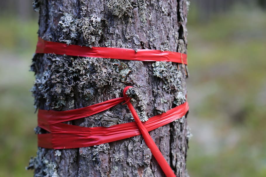 tree, forest, bark, band, red, nature, tribe, pine, tree trunk HD wallpaper