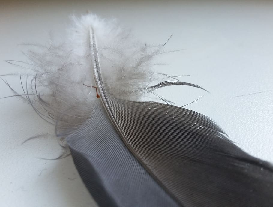 feather, bird, softness, close-up, lightweight, vulnerability HD wallpaper