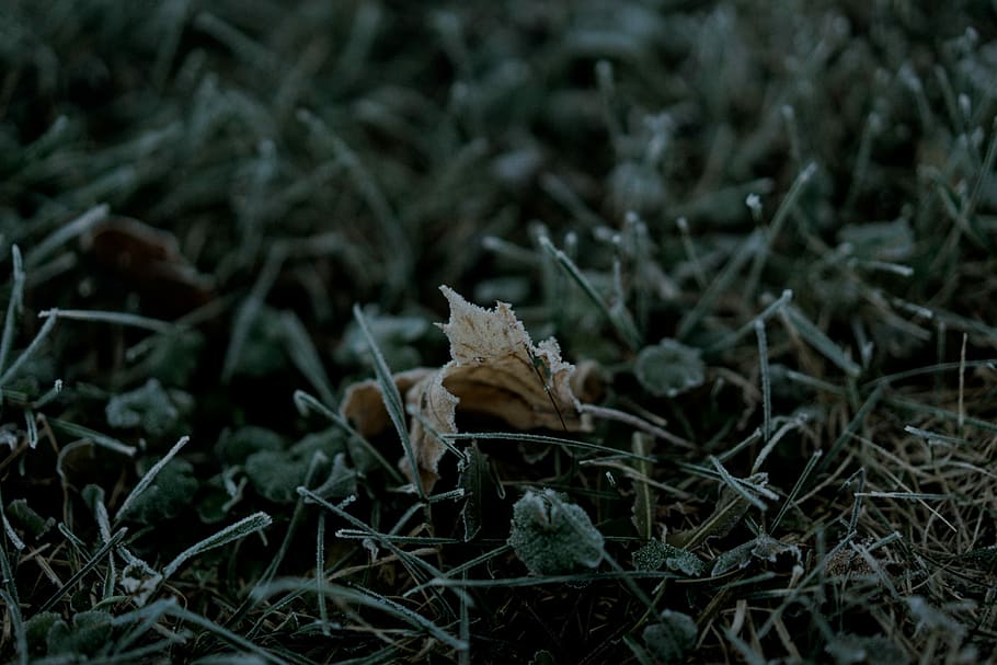 green leafed plants, shallow focus photography of leaf, grass HD wallpaper