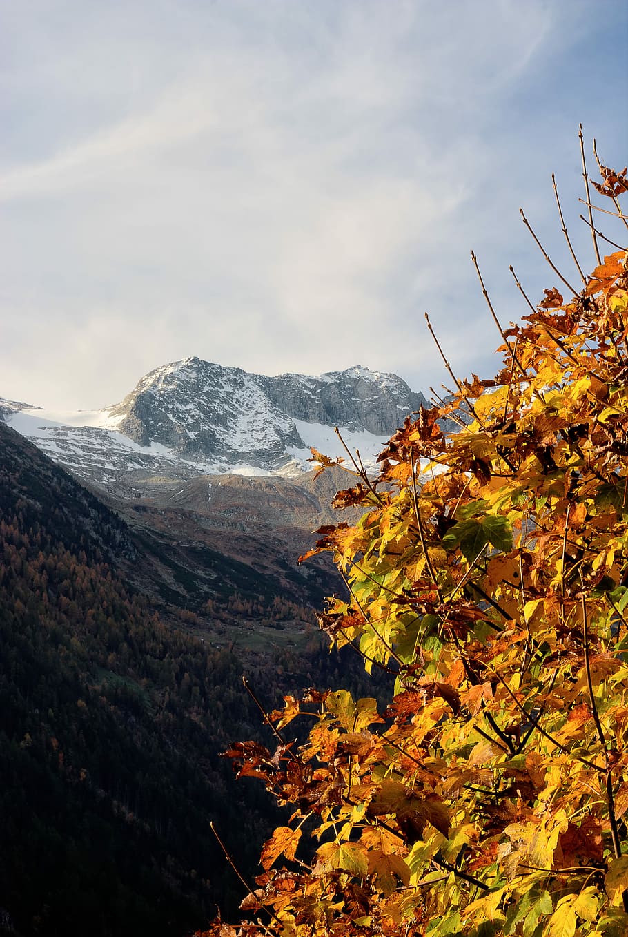 macro photography of autumn leaves, yellow trees and mountains during daytime HD wallpaper