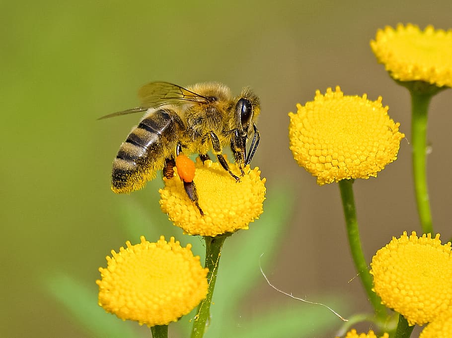 nature, flowers, animal, petals, bee, bloom, blooming, blossom HD wallpaper