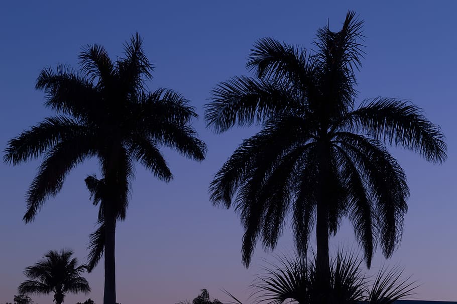 silhouette photography palm trees, silhouette of palm trees, night HD wallpaper