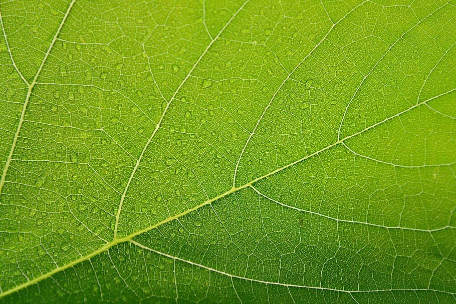 geren leaf in close-up photography, sheet, green, drops, closeup HD wallpaper