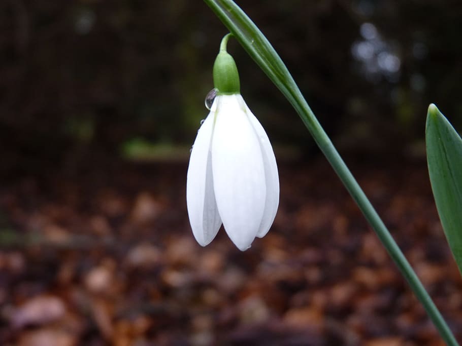 Flower, Spring, Snowdrop, Nature, national, trust, garden, white HD wallpaper