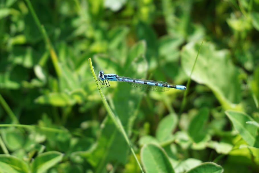 Dragonfly, Insect, Small, blue, small dragonfly, flight insect HD wallpaper